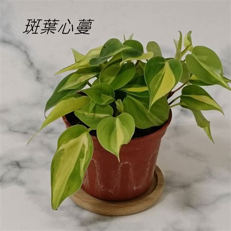 心葉藤|探索心葉蔓綠絨風水的魅力與秘密 – 植物盆栽綠寶典